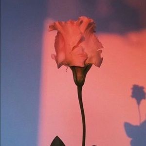 Meet your Posher, Caitlyn